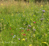 fileadmin/roha/images_galerie/Baum-natur-garten/Natur-Wildblumen-Landschaft/BL-WIESE-UF-0002-D-roha-Blumenwiese.png