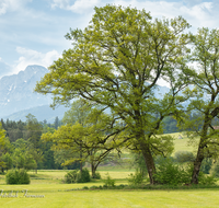 fileadmin/roha/images_galerie/orte_landschaft/Teisendorf/IN-LANDS-Teisendorf/LANDS-TEIS-ALM-0029-D-roha-Landschaft-Teisendorf-Kapelle-Eiche-Hochstaufen.png