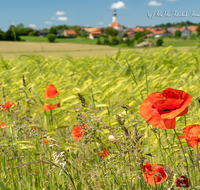 fileadmin/roha/images_galerie/Hintergrund-Download/1024x800/SAAL-0032-D-roha-Saaldorf-Getreidefeld-Klatsch-Mohn-Kirche-Papaver-rhoeas.png