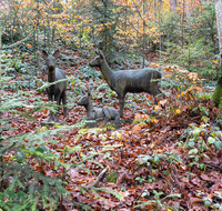 fileadmin/roha/images_galerie/wege/WEGE-TEIS-VERS-0009-02-D-roha-Weg-Teisendorf-Skulpturenweg-Wald-Herbst-Reh.png