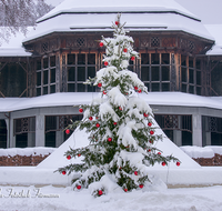 fileadmin/roha/images_galerie/orte_landschaft/Bad-Reich-Kurgarten-Beleuchtung/BAD-REI-KURGAR-WI-0002-D-roha-Bad-Reichenhall-Kurgarten-Gradierwerk-Christbaum-Christbaumkugel-rot-Schnee-Winter.png