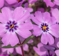 fileadmin/roha/images_galerie/Baum-natur-garten/Blumengarten-Blumen/BL-BLAUK-0006-D-roha-Blumen-Blaukissen-Steingarten.png