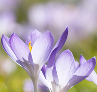 fileadmin/roha/images_galerie/Hintergrund-Download/1920x1080_-_Handy/BL-KROK-0039-7986-D-roha-Blumen-Krokus-Fruehling-blau-lila-crocus.png