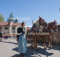 fileadmin/roha/images_galerie/brauchtum/Maibaum/Piding-Johannishoegl/BR-MAIB-PID-2017-1303-02-D-roha-Brauchtum-Maibaum-Piding-Kaltblutpferd.jpg