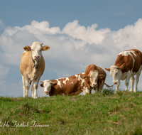 fileadmin/roha/images_galerie/Tiere/Kuh-Schaf-Pferd-Ziege/TEI-STO-KUH-0009-08-D-roha-Teisendorf-Anger-Stoisser-Alm-Kuh.png