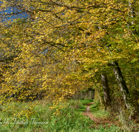 fileadmin/roha/images_galerie/wege/WEGE-TEI-PUN-ROS-0009-D-roha-Weg-Teisendorf-Punschern-Herbst-Sur-Rosenkranzweg-Wald.png