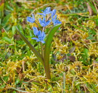 fileadmin/roha/images_galerie/Baum-natur-garten/Natur-Wildblumen-Landschaft/BL-BLAUST-0009-D-roha-Blumen-Blaustern-Josefsbluemchen-Scilla-bifolia-Fruehling-blau-Blumenwiese.png