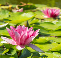 fileadmin/roha/images_galerie/Baum-natur-garten/Natur-Wildblumen-Landschaft/BL-WAS-SEER-0005-D-roha-Blumen-Wasser-Teich-Seerose-rot-Nymphaea.png