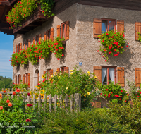 fileadmin/roha/images_galerie/Baum-natur-garten/Haus-Blumenschmuck-Deko/HAEU-BAU-WEIL-0007-D-roha-Bauernhaus-Teisendorf-Weildorf-Blumenschmuck-Garten.png