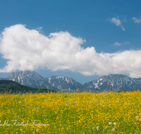 fileadmin/roha/images_galerie/orte_landschaft/Ainring/LANDS-AIN-0003-1-D-roha-Landschaft-Ainring-Weng-Fruehling-Blumenwiese-Hochstaufen-Zwiesel.png