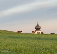 fileadmin/roha/images_galerie/orte_landschaft/Surberg_-_Lauter/SURB-KUH-0003-D-roha-Surberg-Kirche-Landwirtschaft-Kuehe.png