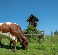 fileadmin/roha/images_galerie/orte_landschaft/Berchtesgaden/Jenner-Schoenau/TIE-KUEHE-BUECHS-0002-D-roha-Tiere-Kuehe-Jenner-Koenigsbachalm-Buechsenalm-Gipfelkreuz.png