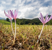 fileadmin/roha/images_galerie/Baum-natur-garten/Natur-Wildblumen-Landschaft/BL-WIESE-HRB-LO-0001-D-roha-Blumenwiese-Herbstzeitlose-Colchicum-autumnale.png