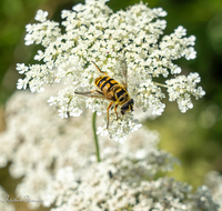 fileadmin/roha/images_galerie/Tiere/Insekten/BL-WIESE-UF-MOE-0026-D-roha-Blumenwiese-Wilde-Moehre-Daucus-carota-subsp.png