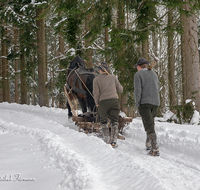 fileadmin/roha/images_galerie/Landwirtschaft/Forst-Holzknecht/HOLZKNE-HAM-PFERD-0015-1120-04-D-roha-Holzknecht-Pferd-Winter-Siegsdorf-Hammer-Winterzug.png