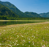 fileadmin/roha/images_galerie/orte_landschaft/Ruhpolding/RUH-LOED-0013-D-roha-Ruhpolding-Loedensee-Blumenwiese.png