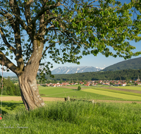 fileadmin/roha/images_galerie/orte_landschaft/Teisendorf/Oberteisendorf/TEI-OB-PAN-0014-D-roha-Ober-Teisendorf-Panorama-Dorf-Baum.png