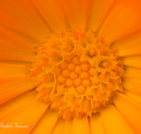 fileadmin/roha/images_galerie/Baum-natur-garten/Blumengarten-Blumen/BL-HAUSG-RINGBL-0003-D-roha-Blumen-Hausgarten-Ringelblume-Calendula-officinalis-gelb.png