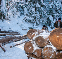 fileadmin/roha/images_galerie/Landwirtschaft/Forst-Holzknecht/HOLZKNE-HAM-0015-1220-08-D-roha-Holzknecht-Schlitten-Winter-Siegsdorf-Hammer-Winterzug.png