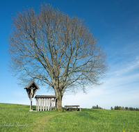 fileadmin/roha/images_galerie/kirche_religion/Teisendorf/Freidling-Berg-Stoisseralm/KKKM-TEIS-BERG-0019-01-D-roha-Weg-Kreuz-Teisendorf-Brunnmeister-Bank-Baum-Totenbretter.png