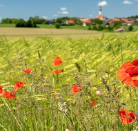 fileadmin/roha/images_galerie/Hintergrund-Download/2048x1152/SAAL-0032-D-roha-Saaldorf-Getreidefeld-Klatsch-Mohn-Kirche-Papaver-rhoeas.png