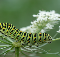 fileadmin/roha/images_galerie/Tiere/TIE-SCHMETT-SCHW-0037-D-roha-Tier-Insekt-Schmetterling-Schwalbenschwanz-Raupe.png