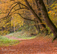 fileadmin/roha/images_galerie/wege/WEGE-HOEGLW-0007-D-roha-Wander-Weg-Hoeglwoerther-See-Herbst-Wald-Stimmung-Buche-Laub-Wanderer.png