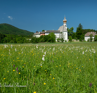 fileadmin/roha/images_galerie/orte_landschaft/Anger/Hoeglwoerth/AN-HOE-0085-01-1-D-roha-Anger-Hoeglwoerth-Wollgras-Knabenkraut-Feuchtbiotop.png