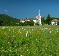 fileadmin/roha/images_galerie/orte_landschaft/Anger/Hoeglwoerth/AN-HOE-0085-01-1-D-roha-Anger-Hoeglwoerth-Wollgras-Knabenkraut-Feuchtbiotop.png