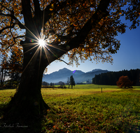 fileadmin/roha/images_galerie/stimmung-Sonne/AN-LANDS-0001-103-D-roha-Anger-Landschaft-Eiche-Herbst-Steinhoegl-Sonne.png