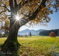 fileadmin/roha/images_galerie/stimmung-Sonne/AN-LANDS-0001-103-D-roha-Anger-Landschaft-Eiche-Herbst-Steinhoegl-Sonne.png