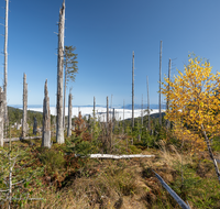 fileadmin/roha/images_galerie/Baum-natur-garten/Baeume/BAUM-TOTH-TEIS-B-0012-D-roha-Baum-Wald-Totholz-Teisenberg-Poschennock.png