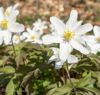 fileadmin/roha/images_galerie/Hintergrund-Download/1280x1024/BL-BUSCHW-0010-D-roha-Blumen-Buschwindroeschen-Anemone-nemorosa-weiss.png