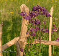 fileadmin/roha/images_galerie/Baum-natur-garten/Blumengarten-Blumen/BL-HAUSG-AKEL-0003-D-roha-Blume-Hausgarten-Akelei-Aquilegia-Abensonne.png