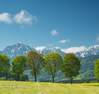 fileadmin/roha/images_galerie/orte_landschaft/Anger/Anger/Anger-Landschaft/LANDS-ANG-STEINH-0001-00-02-D-roha-Landschaft-Anger-Steinhoegl-Hochstaufen-Zwiesel-Fruehling-Allee.png