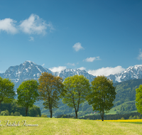 fileadmin/roha/images_galerie/orte_landschaft/Anger/Anger/Anger-Landschaft/LANDS-ANG-STEINH-0001-00-02-D-roha-Landschaft-Anger-Steinhoegl-Hochstaufen-Zwiesel-Fruehling-Allee.png