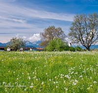 fileadmin/roha/images_galerie/orte_landschaft/Saaldorf/SAAL-SURH-0008-D-roha-Saaldorf-Surheim-Hochstaufen-Blumenwiese.png