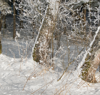 fileadmin/roha/images_galerie/Baum-natur-garten/Baeume/BAUM-WINT-WALD-0001-D-roha-Baum-Winter-Wald-Birke-Schnee.png