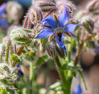 fileadmin/roha/images_galerie/Baum-natur-garten/Gemuese-Garten-Kraeuter-neu/BL-HAUSG-BORR-0007-D-roha-Blumen-Hausgarten-Borretsch-Gewuerz-Kraut-Bluete.png