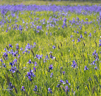 fileadmin/roha/Interessantes-in-Kurzform/ab-4-2021/BL-IRIS-0011-D-roha-Blumen-blaue-Iris-Schwertlilie-Iris-sibirica-Oberteisendorf-Feuchtwiese.png