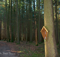 fileadmin/roha/images_galerie/kirche_religion/Teisendorf/KKKM-TEIS-RUECK-0036-2-D-roha-Wegkreuz-Rueckstetten-Maria-Tann-Teisendorf-Fichte-Wald.png