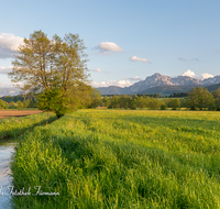 fileadmin/roha/images_galerie/orte_landschaft/Teisendorf/IN-LANDS-Teisendorf/LANDS-TEIS-0002-07-D-roha-Landschaft-Teisendorf-Karlsbach-Fruehling-Blumenwiese-Hochstaufen-Untersberg.png