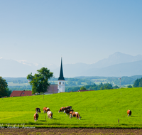 fileadmin/roha/images_galerie/orte_landschaft/Waging/WAG-TACH-0011-D-roha-Waging-am-See-Taching-Kirche-Kuh-Herde-Hochstaufen.png