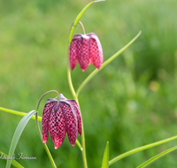 fileadmin/roha/images_galerie/Baum-natur-garten/Natur-Wildblumen-Landschaft/BL-SCHACHBR-0012-00-03-D-roha-Blume-Schachbrett-Fritillaria-meleagris-Fruehling.png