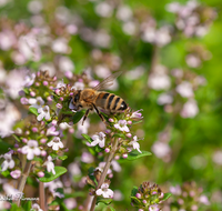 fileadmin/roha/images_galerie/Baum-natur-garten/Gemuese-Garten-Kraeuter-neu/GAR-KRAEUT-THYM-0006-D-roha-Garten-Kraeuter-Thymian-Biene.png