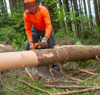 fileadmin/roha/images_galerie/Landwirtschaft/Forst-Holzknecht/HOLZKNE-0004-2018-1358-01-D-roha-Holzknecht-Teisenberg-Baum-Fichte-Motorsaege.png