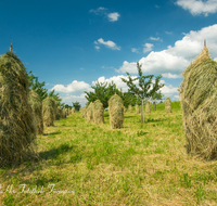 fileadmin/roha/images_galerie/Landwirtschaft/LANDW-HEU-HIEF-0001-D-roha-Landwirtschaft-Streuobstwiese-Heu-Ernte-Hiefel-Marquartstein.png