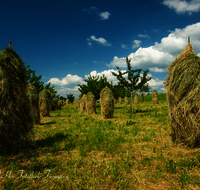 fileadmin/roha/images_galerie/Landwirtschaft/LANDW-HEU-HIEF-0001-D-roha-Landwirtschaft-Streuobstwiese-Heu-Ernte-Hiefel-Marquartstein.png