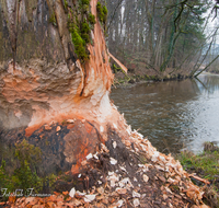 fileadmin/roha/images_galerie/Baum-natur-garten/Baeume/NATUR-BIB-BAUM-SURSP-0006-D-roha-Natur-Biber-Baum-Surspeicher-Teisendorf.png