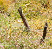 fileadmin/roha/images_galerie/orte_landschaft/Petting/Schoenramer-Moor/PE-SCHOENR-MOOR-0020-14-D-roha-Petting-Schoenramer-Moor-Herbst-Totholz.png